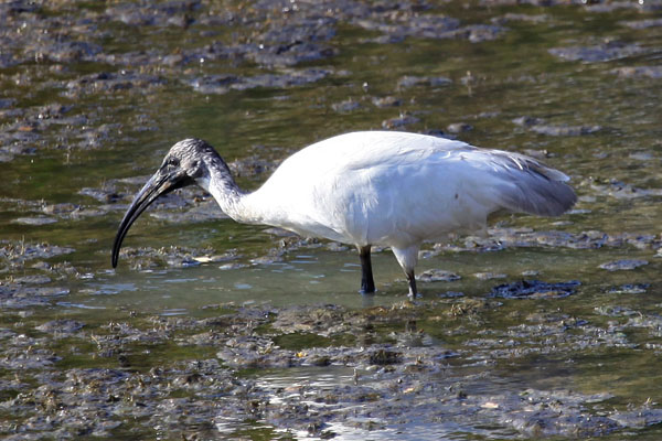 Black-Headed Ibis